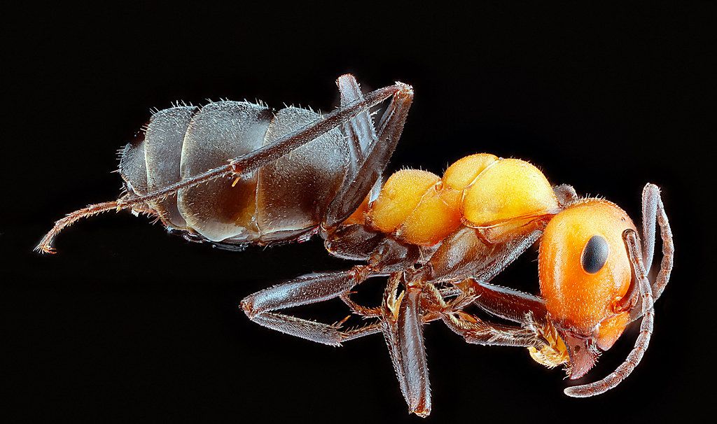 Ant Control service in Concord, CA