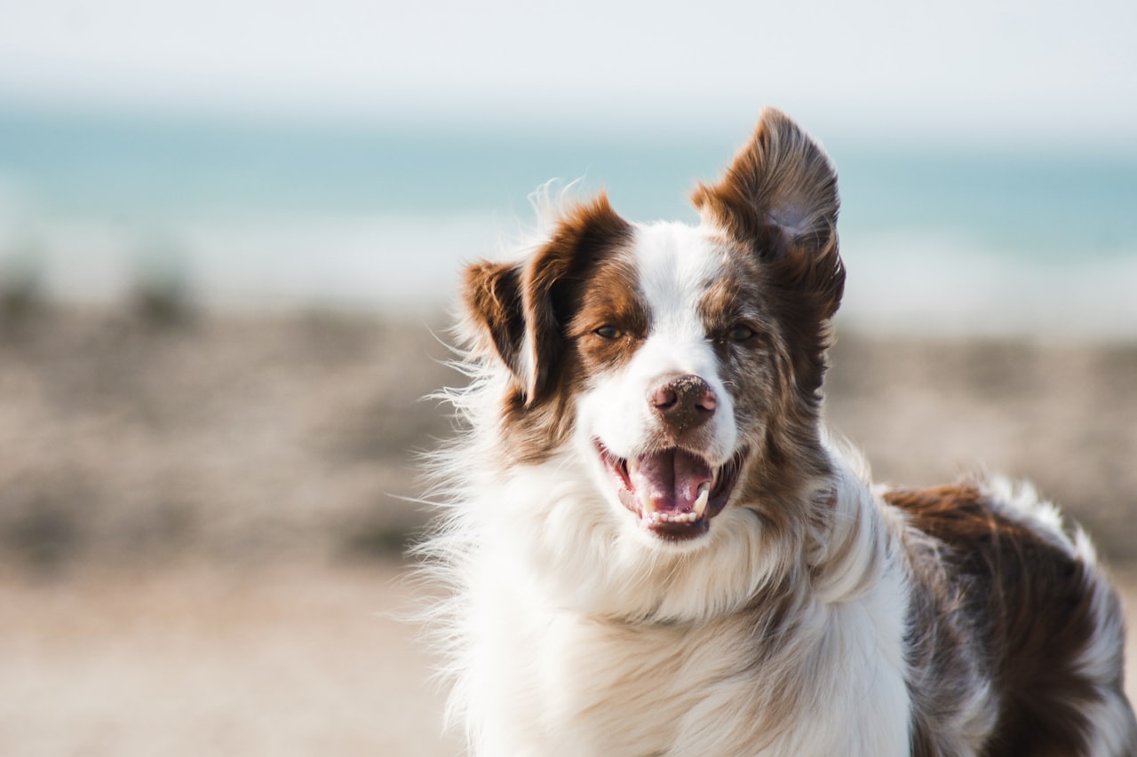 Flea & Tick Control service in Concord, CA