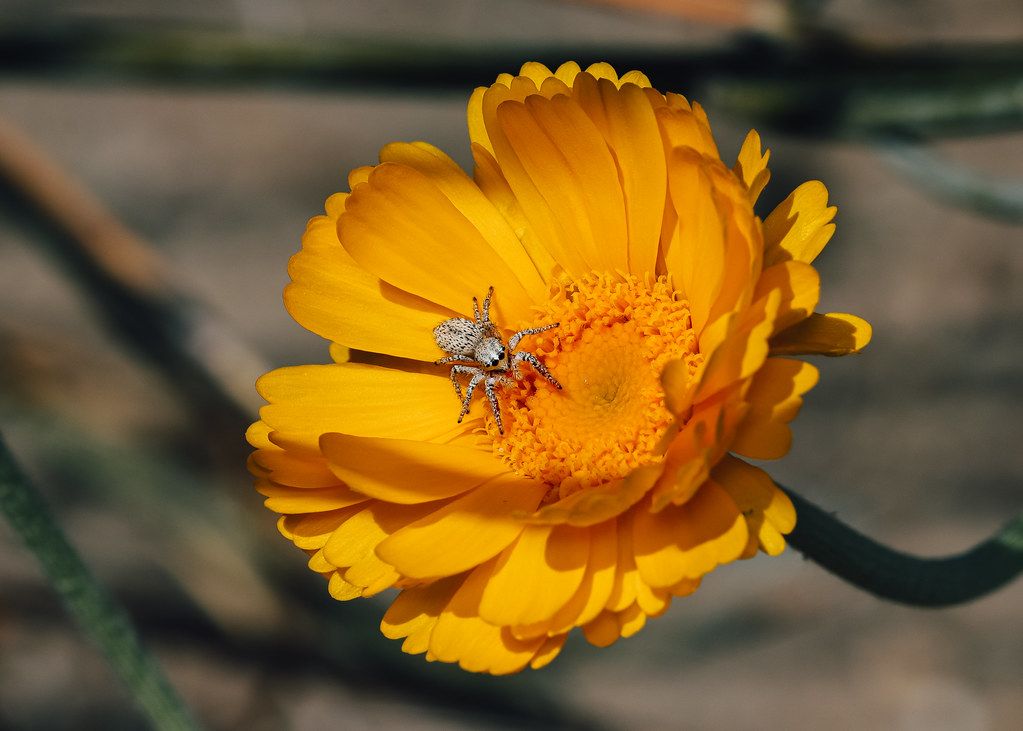 Spider Control service in Concord, CA